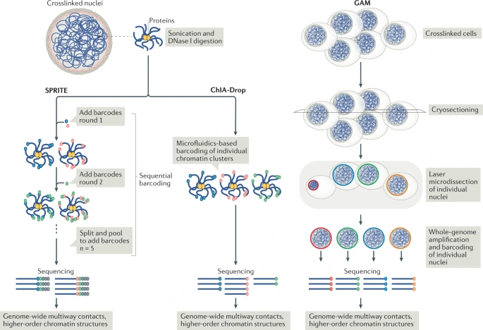 chromatin architecture
