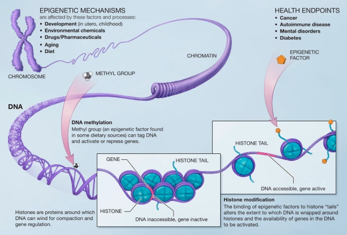Epigenomics