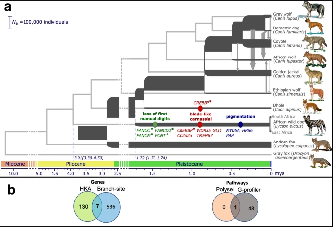 Orthologousgenes