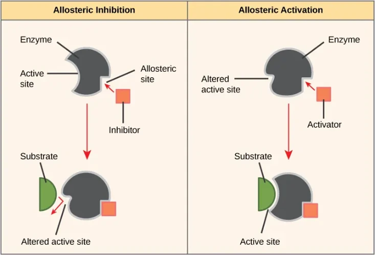 Classical model of allosteric regulation – inhibition vs. activation by conformational change Classical model of allosteric regulation – inhibition vs. activation by conformational change