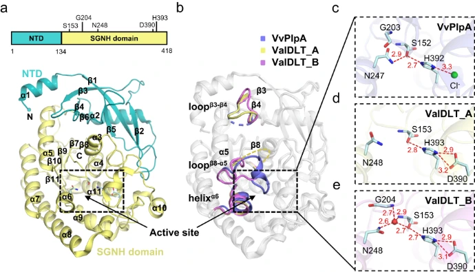 enzyme-protein Detailed structural comparison of a flexible active site in an enzyme family (with evident catalytic promiscuity via loops and multiple conformations)