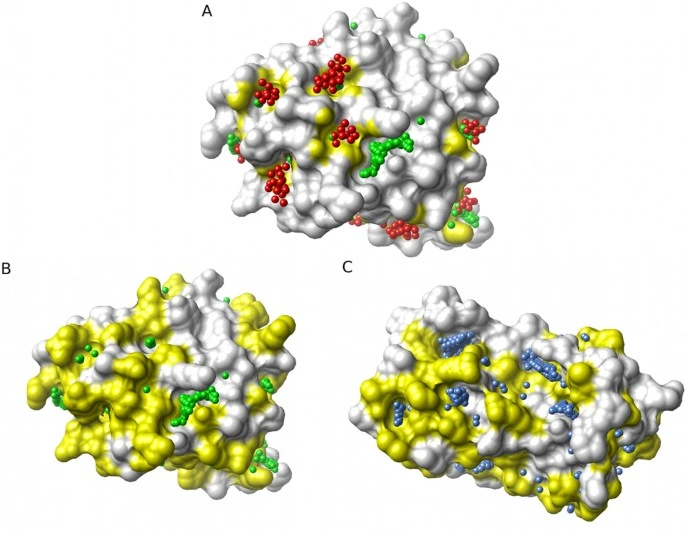(Probabilistic visualization of variable binding pockets on protein surfaces, with color-coded conservation/probability (Probabilistic visualization of variable binding pockets on protein surfaces, with color-coded conservation/probability